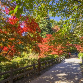 japan_autumn_2015-7329