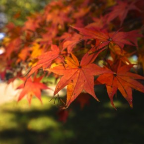 japan_autumn_2015-7456