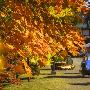 japan_autumn_2015-7523
