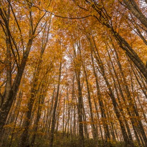 japan_autumn_2015-7909