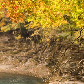 japan_autumn_2015-8228
