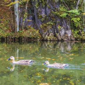 japan_autumn_2015-8304