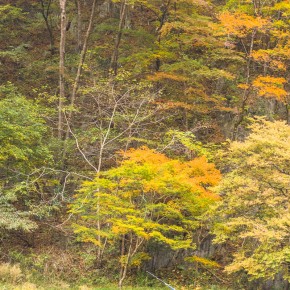 japan_autumn_2015-8331