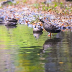 japan_autumn_2015-8394