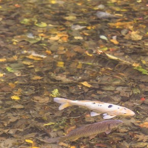 japan_autumn_2015-8415