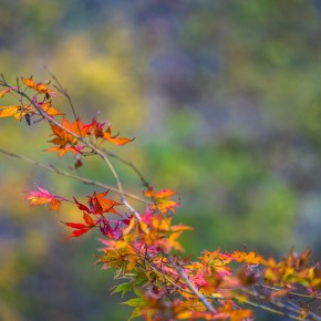 japan_autumn_2015-8427