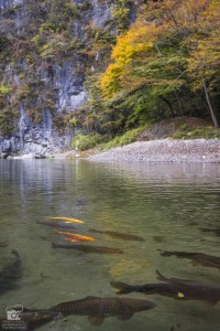 13 วัน 5 จังหวัด 1,300 กิโลเมตรขับรถเที่ยว ไล่ล่าใบไม้แดงที่ โทโฮคุ Japan,ทริปใบไม้แดง,autumn,NIKKO,เรียวกัง,Aomori,Hirosaki Park,AKITA,NYUTO ONSEN, MIYAGI,KAWASAKI,Kuroyu Onsen,Tsurunoyu Onsen