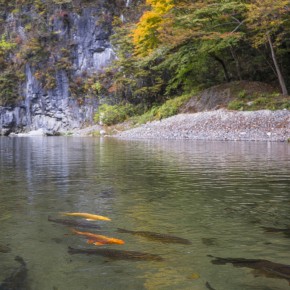 japan_autumn_2015-8477
