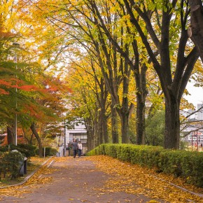 japan_autumn_2015-8564