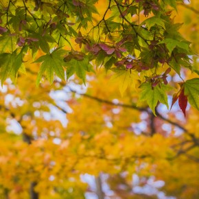 japan_autumn_2015-8575