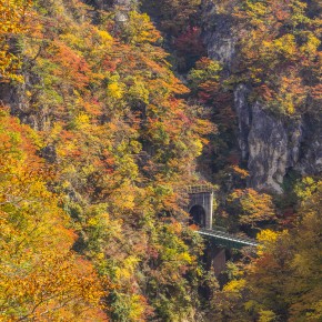 japan_autumn_2015-8696