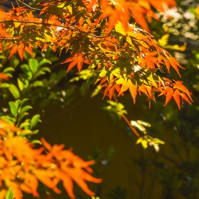 japan_autumn_2015-9275
