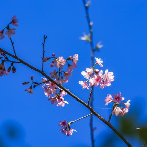 chiangrai_2016-00538