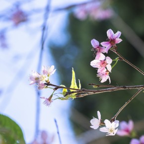 chiangrai_2016-00569