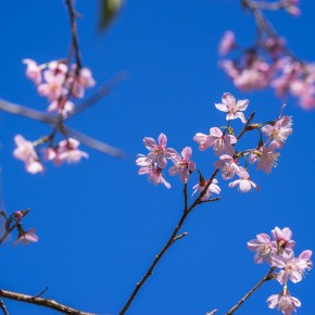 chiangrai_2016-00578