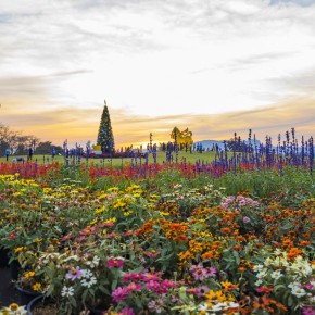 chiangrai_2016-01588