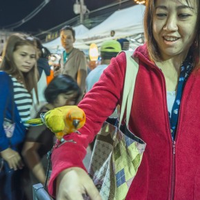 chiangrai_2016-02025