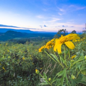 loei_2015-02455