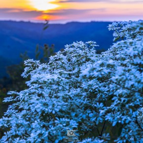 loei_2015-02516