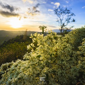 loei_2015-02588