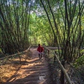 loei_2015-02603