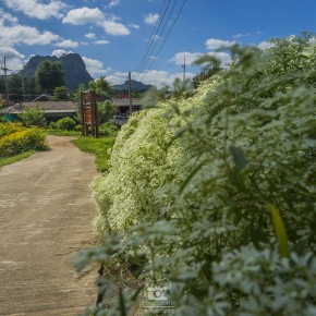 loei_2015-03058