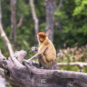 sadakan_malaysia-2212
