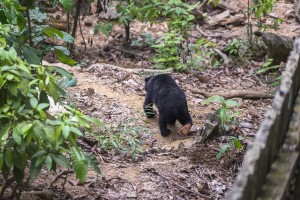4 วัน 3 คืน รีวิว SadaKan Malaysia พาลูกเที่ยว,เมืองแปลก,แห่งเกาะบอร์เนียว,ปัน,sandakan,malaysia,เซปิล็อค,Four Points,sheraton,ที่พักซันดากัน,ซานดากัน,ลิงอุรังอุตัง,ลิงมูกยาว,หมีหมา,ศูนย์อนุรักษ์,สัตว์ใกล้ศูนย์พันธ์,borneo,island
