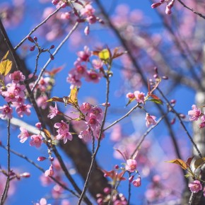 chiangrai_2016-02503