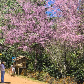 chiangrai_2016-02508