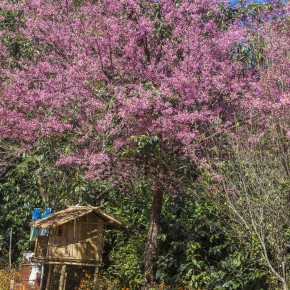 chiangrai_2016-02511