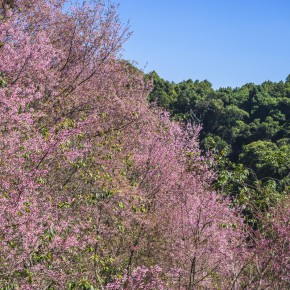 chiangrai_2016-02598
