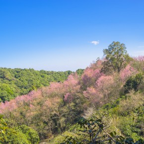 chiangrai_2016-02638