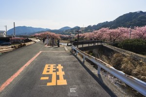 japan_sakura-06567