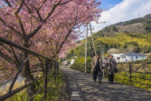 japan_sakura-06571