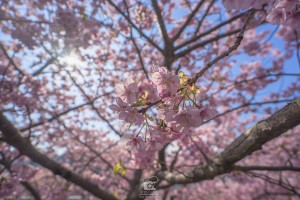 japan_sakura-06604