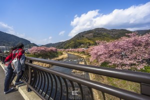 japan_sakura-06615