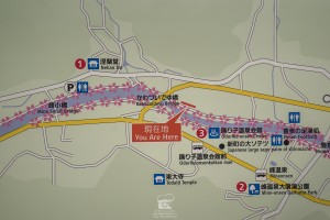 japan_sakura-06626