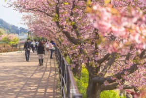 japan_sakura-06643