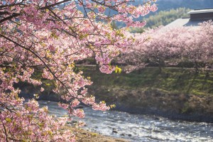 japan_sakura-06646