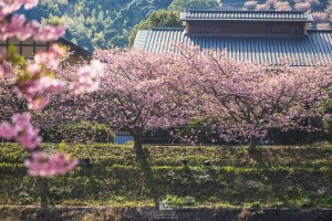 japan_sakura-06647