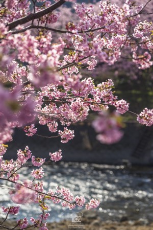 japan_sakura-06659