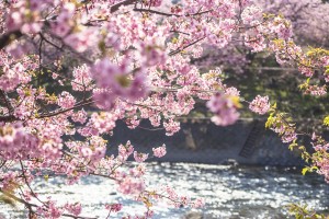 japan_sakura-06660