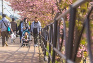 japan_sakura-06664