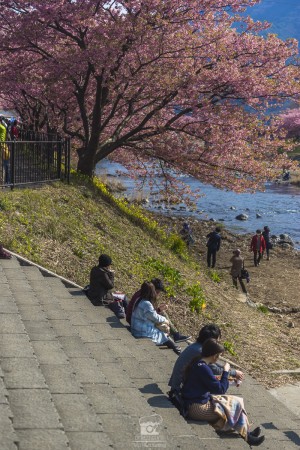 japan_sakura-06680