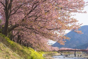 japan_sakura-06684
