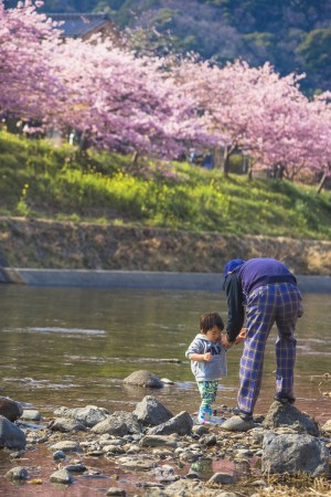 japan_sakura-06705