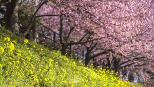 japan_sakura-06720