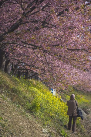japan_sakura-06732
