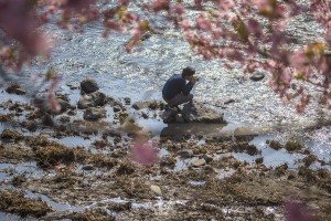 japan_sakura-06736